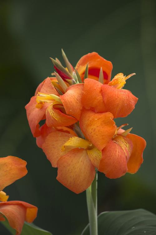 Canna 'Cannova® Orange Shades'