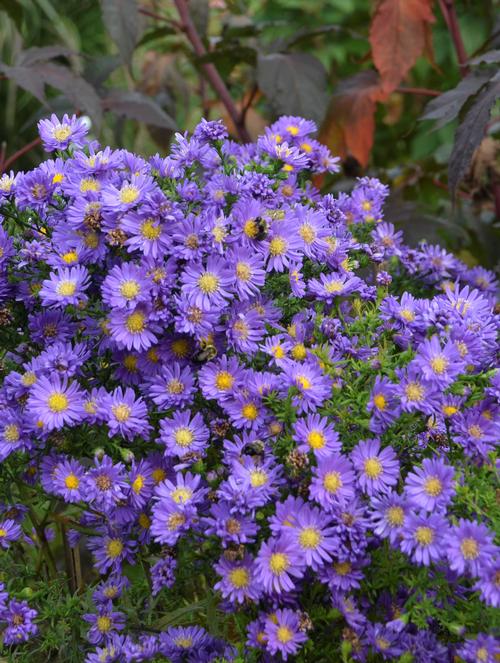 Aster 'Kickin® Lilac Blue'