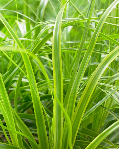 Carex oshimensis 'EverColor® Everlime'