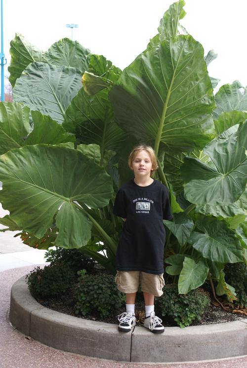 Elephant Ears - Alocasia odora 