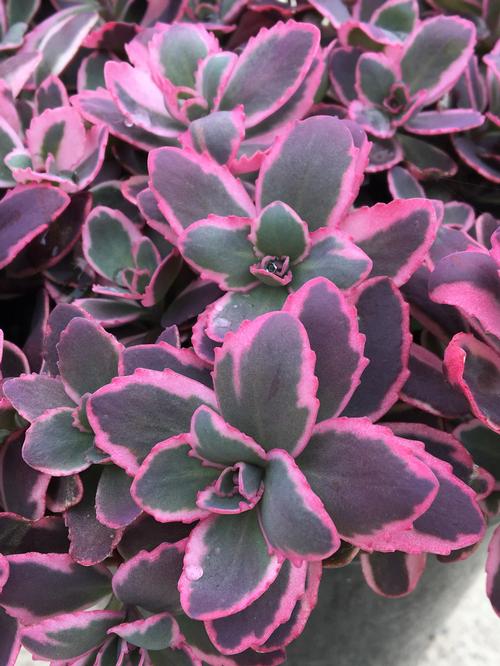 Sedum SunSparkler® Series 'Dream Dazzler'