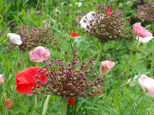 Allium 'Atropurpureum'