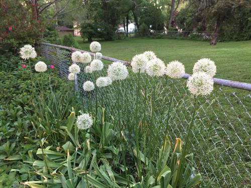 Allium 'Mount Everest'