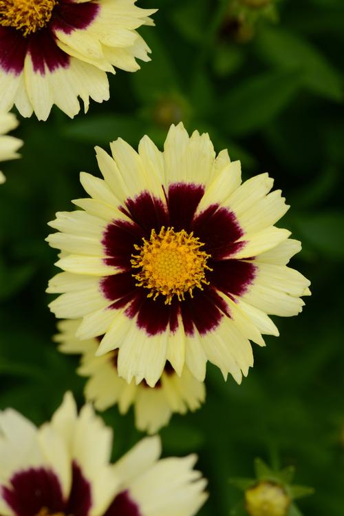 Coreopsis Uptick™ Cream and Red