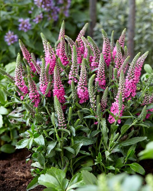 Veronica spicata 'Pink Candles'