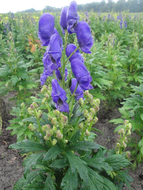 Aconitum fischeri 