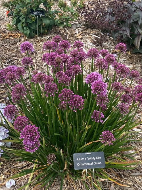 Allium 'Windy City'