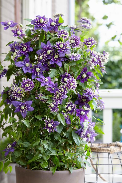 Clematis 'Taiga'