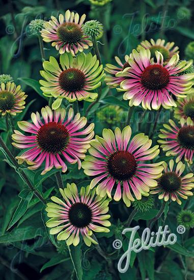 Echinacea purpurea 'Green Twister'