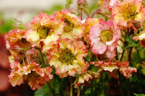 Geum 'Pretticoats™ Peach'