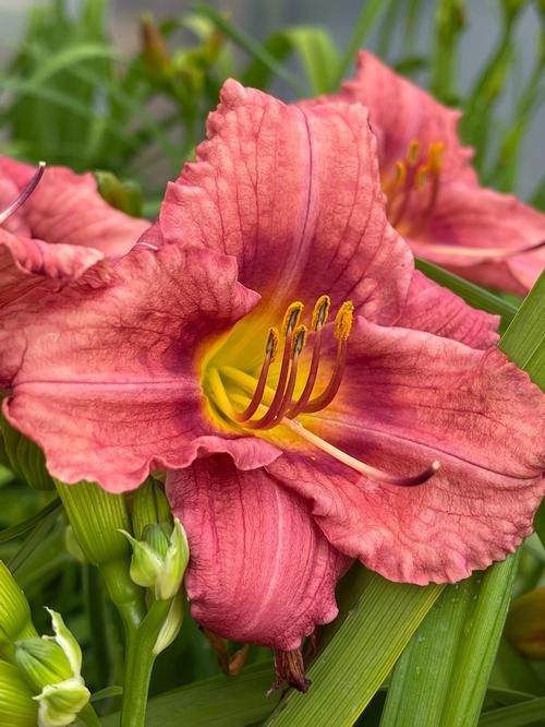 Hemerocallis 'Rosy Returns'