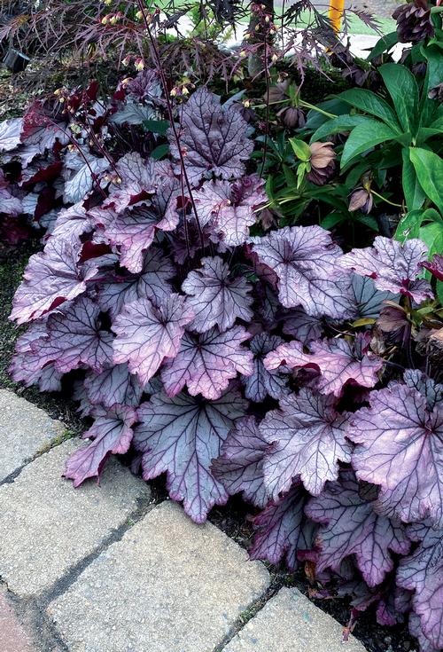 Heuchera 'Spellbound'