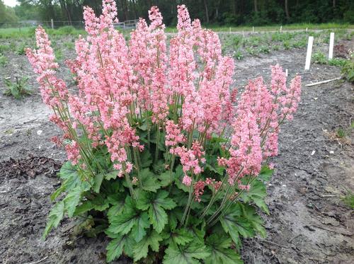 Heucherella 'Pink Revolution'