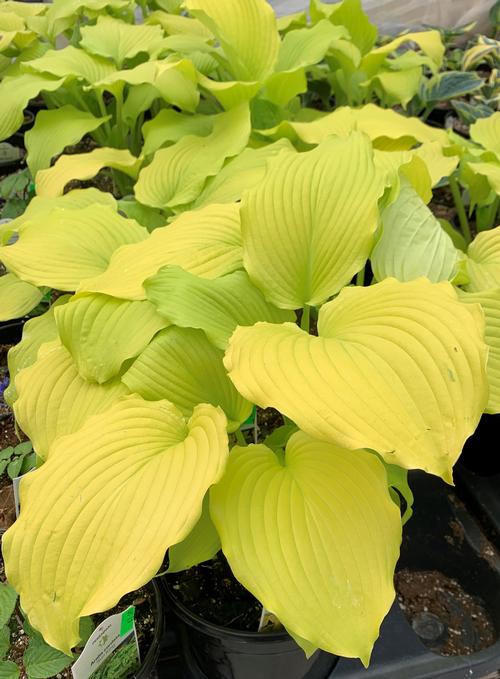 Hosta 'Dancing Queen'