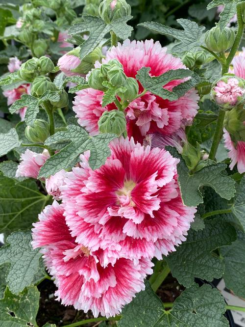 Hollyhock Alcea rosea Fiesta Time™ from Growing Colors