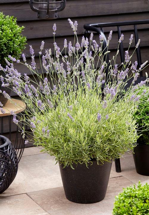 Lavandula angustifolia 'Platinum Blonde'