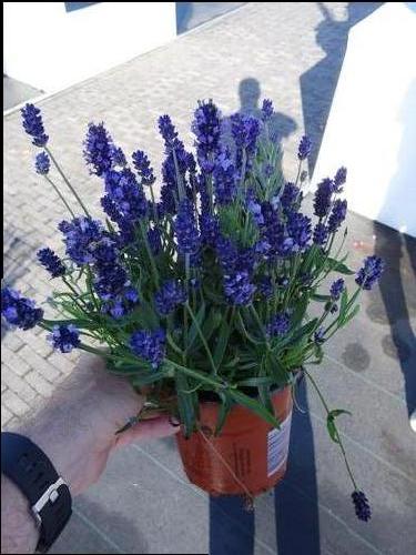 Lavandula angustifolia 'Super Blue'