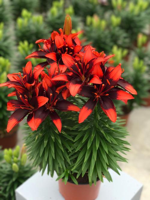 Lilium - Asiatic Pot Lily Looks™ 'Tiny Ink'