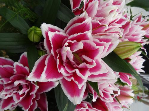 Lilium - Oriental Lily Double Flowering 'Roselily™ Samantha'