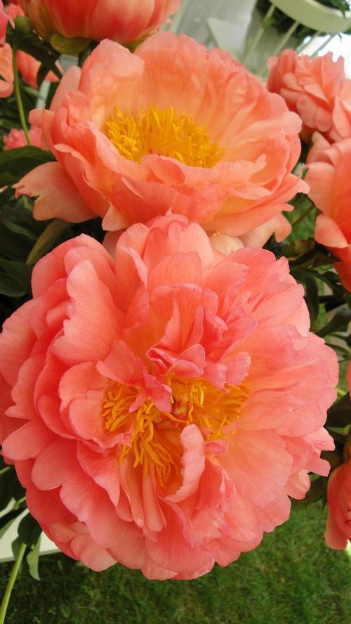 Peony 'Coral Sunset'