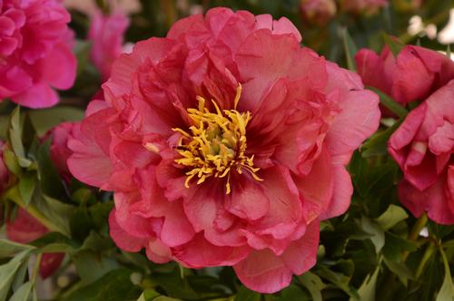 Peony ITOH 'Julia Rose'