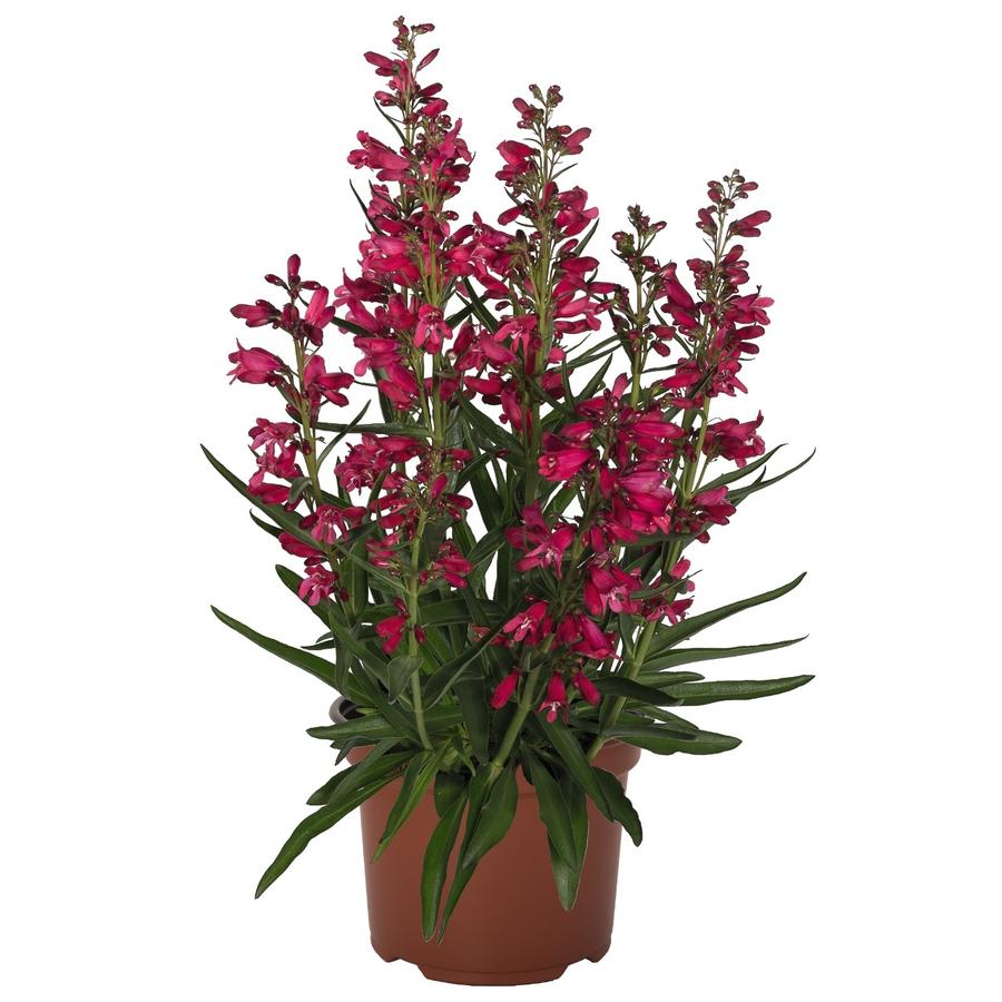 Penstemon barbatus 'Pristine® Deep Rose'