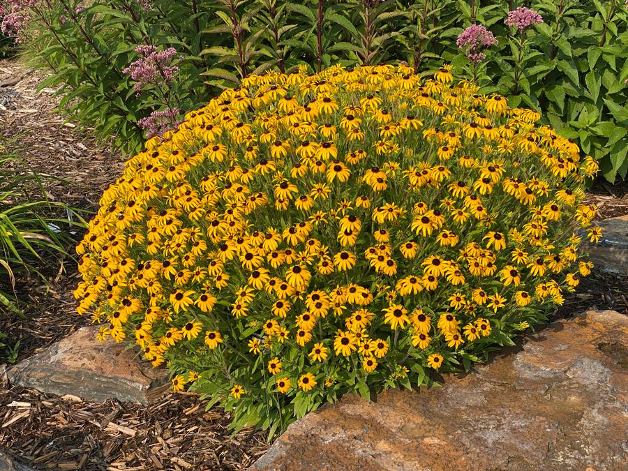 Rudbeckia x 'American Gold Rush'