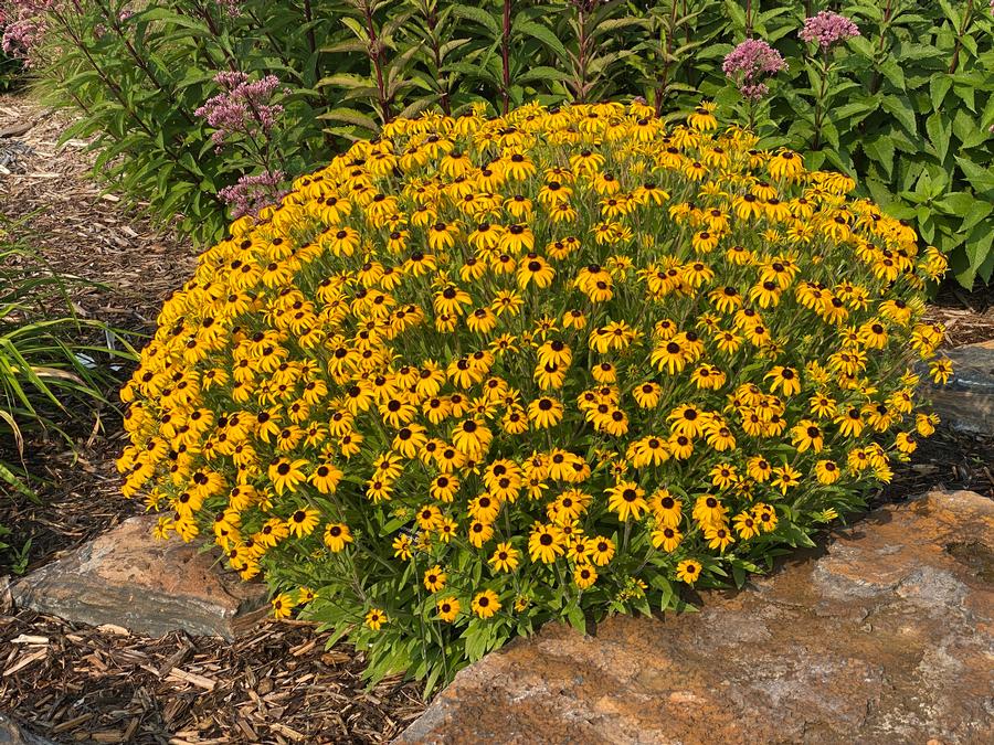 Rudbeckia x 'American Gold Rush'