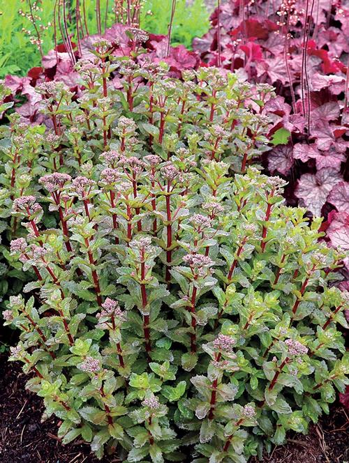 Sedum Tall Upright Clumping 'Double Martini'