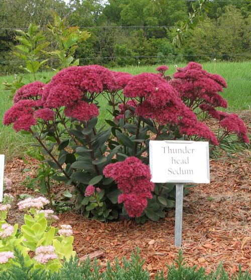 Sedum Tall Upright Clumping 'Thunderhead'