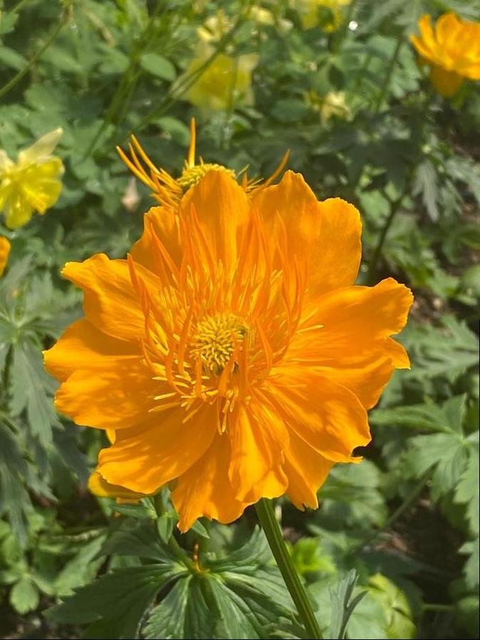 Trollius chinensis 'Golden Queen'