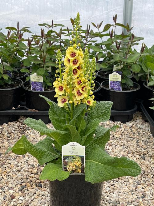 Verbascum 'Dark Eyes'