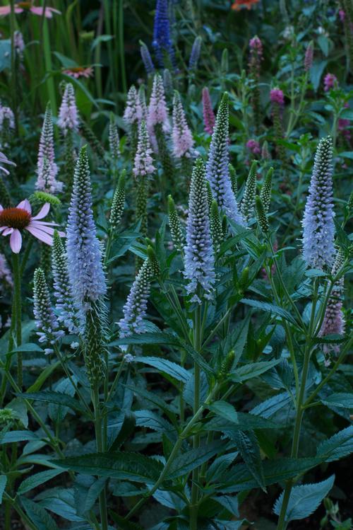 Veronica longifolia 'First Memory'