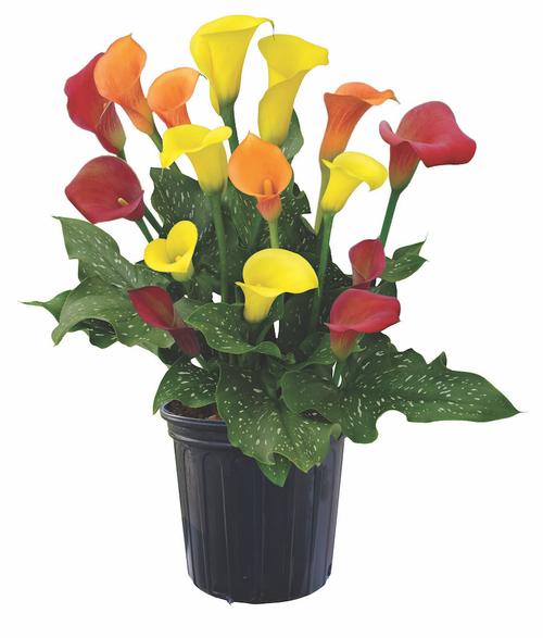 Calla 'Trio Sunshine'