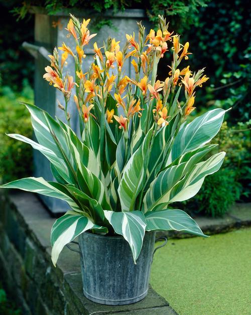 Canna Stuttgart