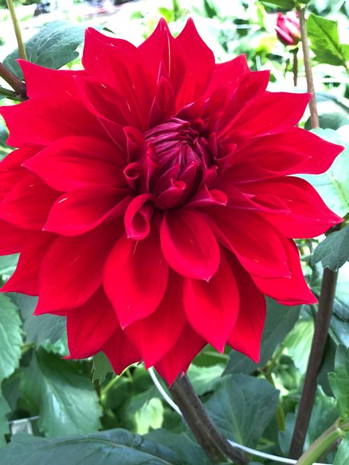 Dahlia Tall Dinner Plate 'Babylon Red'