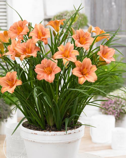 Hemerocallis 'EveryDaylily® Pink Wing'