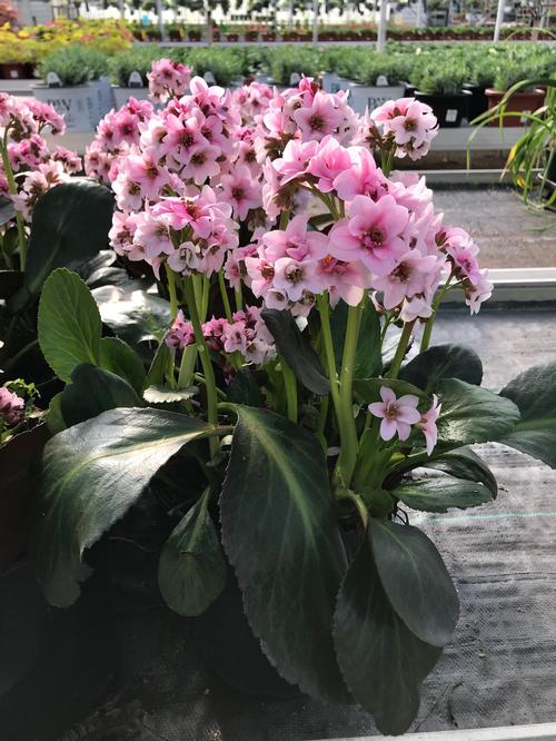 Pig Squeak Bergenia Dragonfly Sakura From Growing Colors