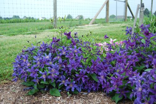 Clematis on sale the president