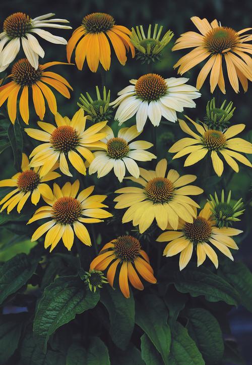 Echinacea purpurea 'Mellow Yellows'