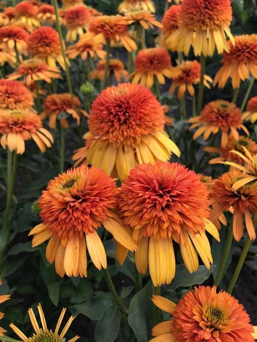 Echinacea 'Orange Fascinator'