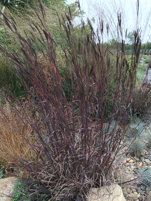 Andropogon gerardii 'Blackhawks'