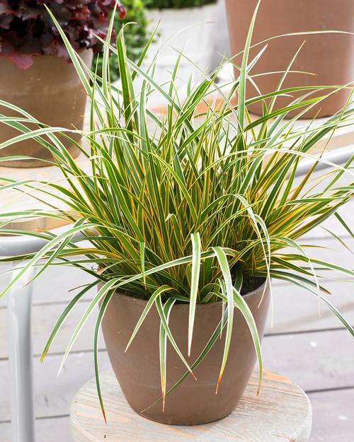 Carex oshimensis 'EverColor® Everglow'