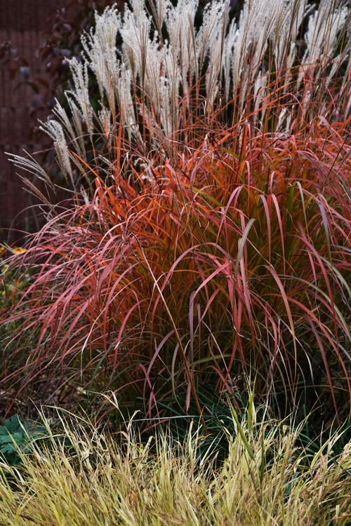 Miscanthus sinensis 'Fire Dragon'