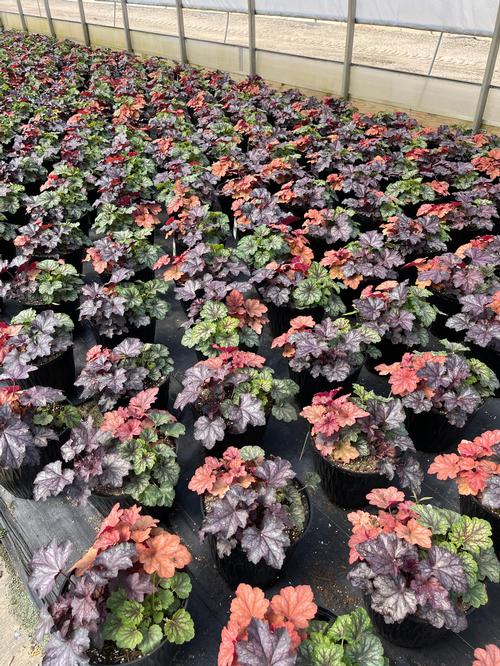 Heuchera 'Combo Tray for Mixed Containers'