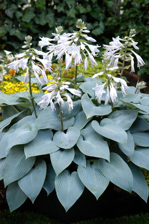 Hosta 'Bulletproof'