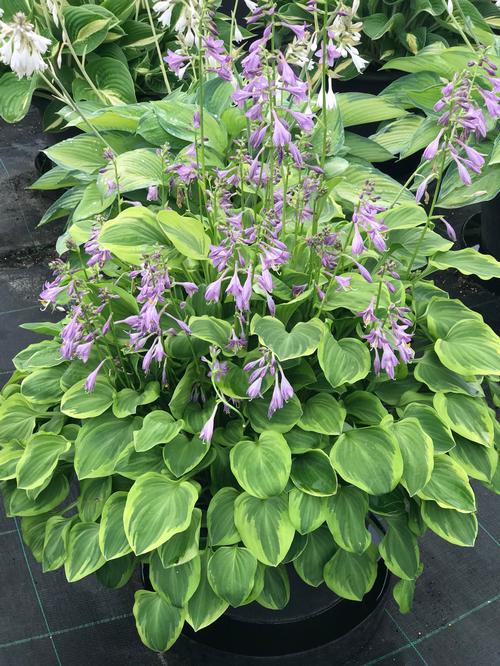 Hosta 'Golden Tiara'