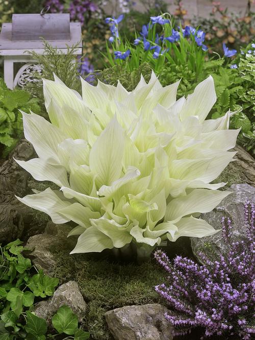 Hosta 'White Feather'