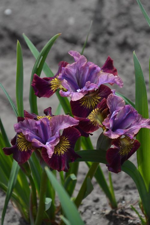 Iris siberica 'Peacock Butterfly™ Miss Apple'