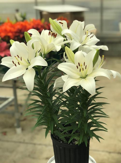 Lilium - LA Hybrid Lily 'Summer Snow®'